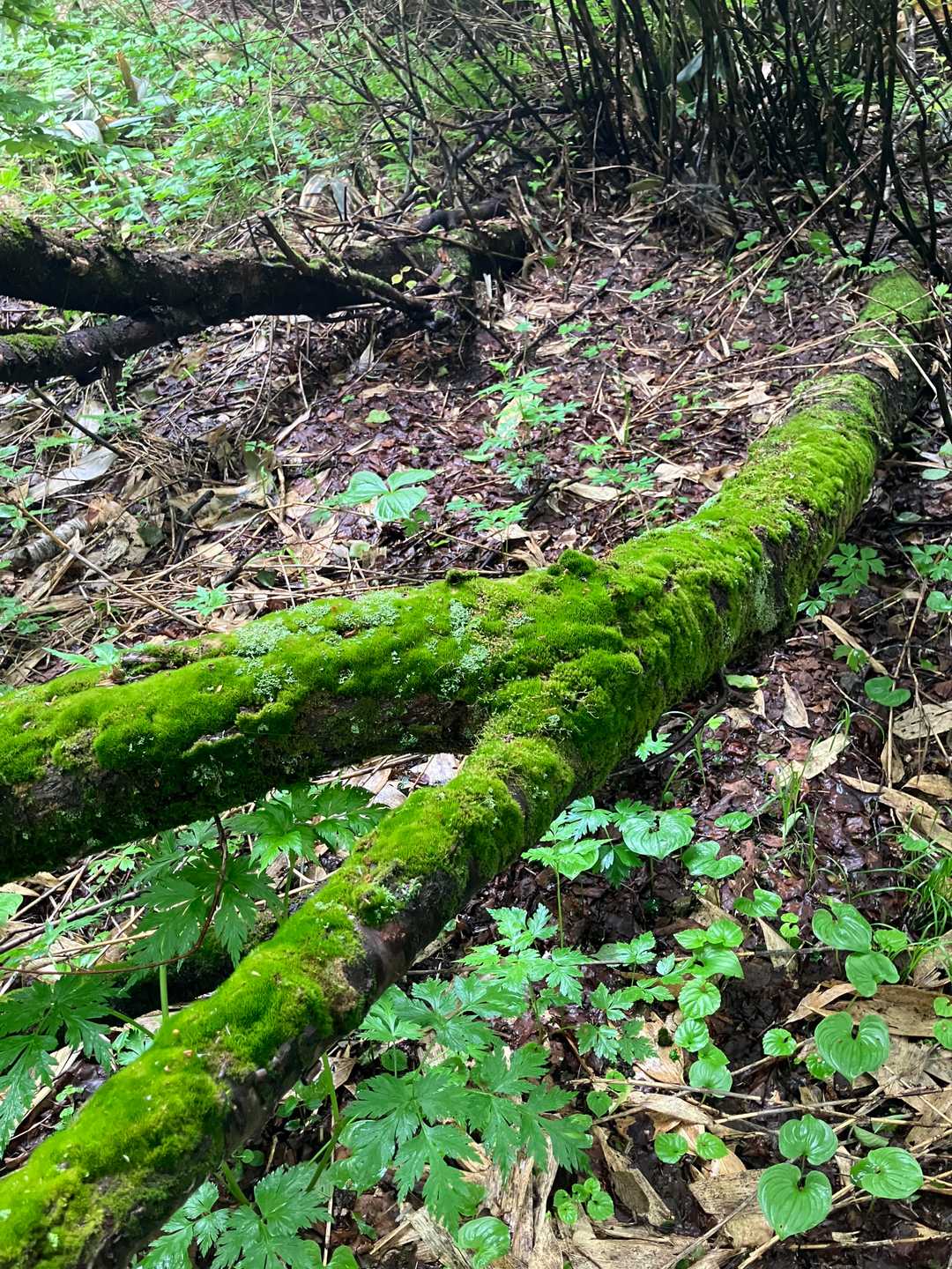 苔きれい