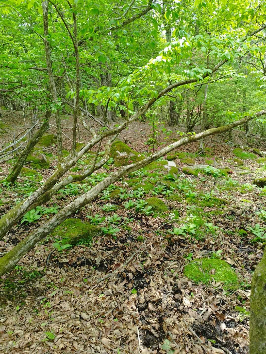 改めてクリンソウの自生地　踏み荒らし多数あり　画像撮っていたのか　とても残念