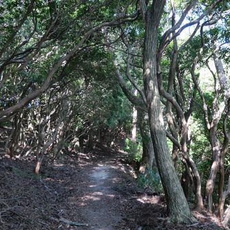 油コブシピークに並行するフラットな道
この辺りは空気が少しひんやりして気持ちいい