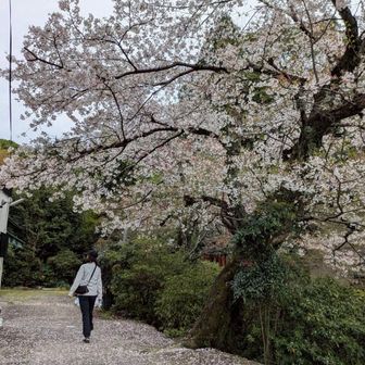平たいバニラ