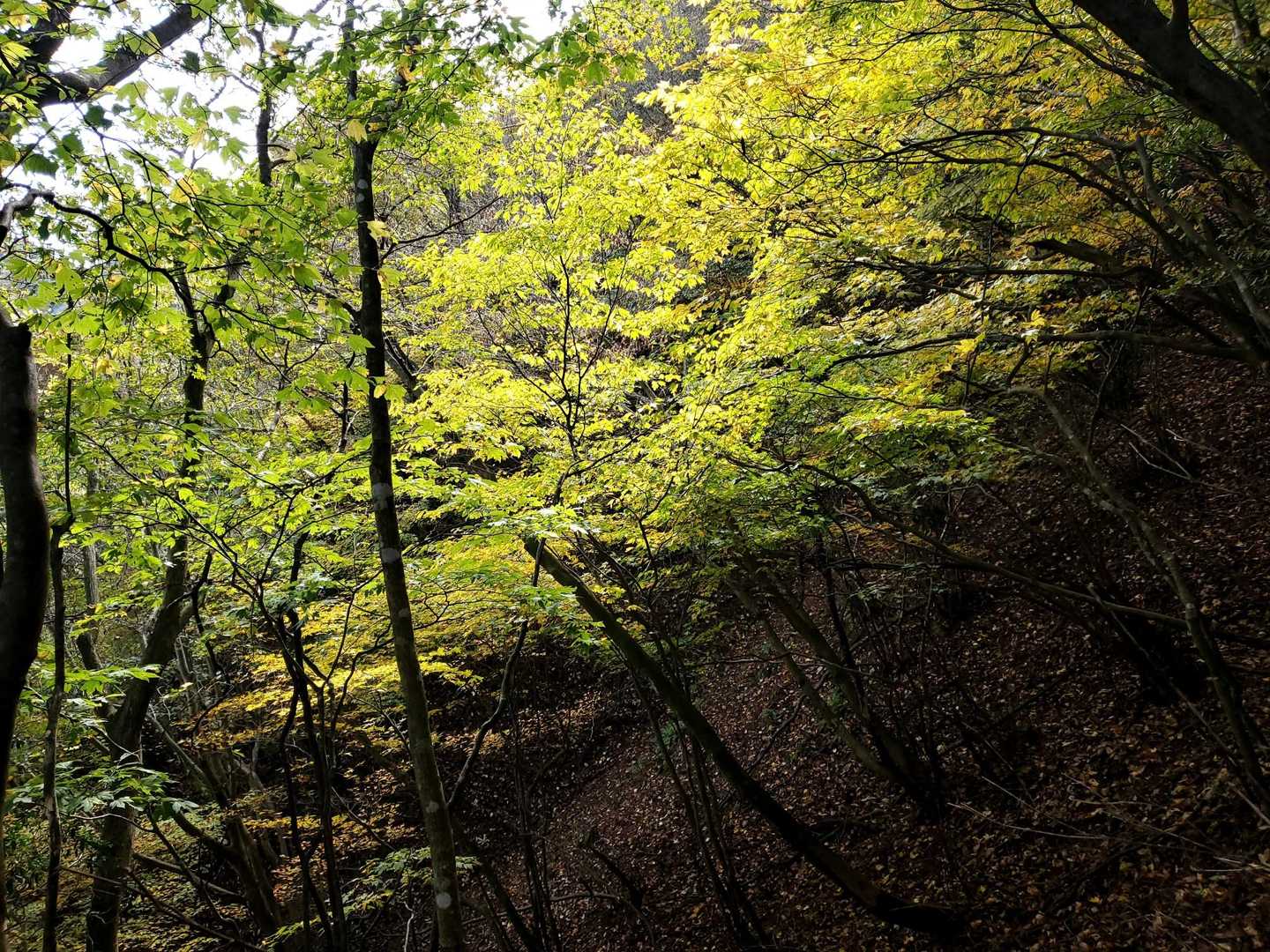 朝明登山口-ハライド-根の平峠-中峠-金山-羽鳥峰 周回コースの写真