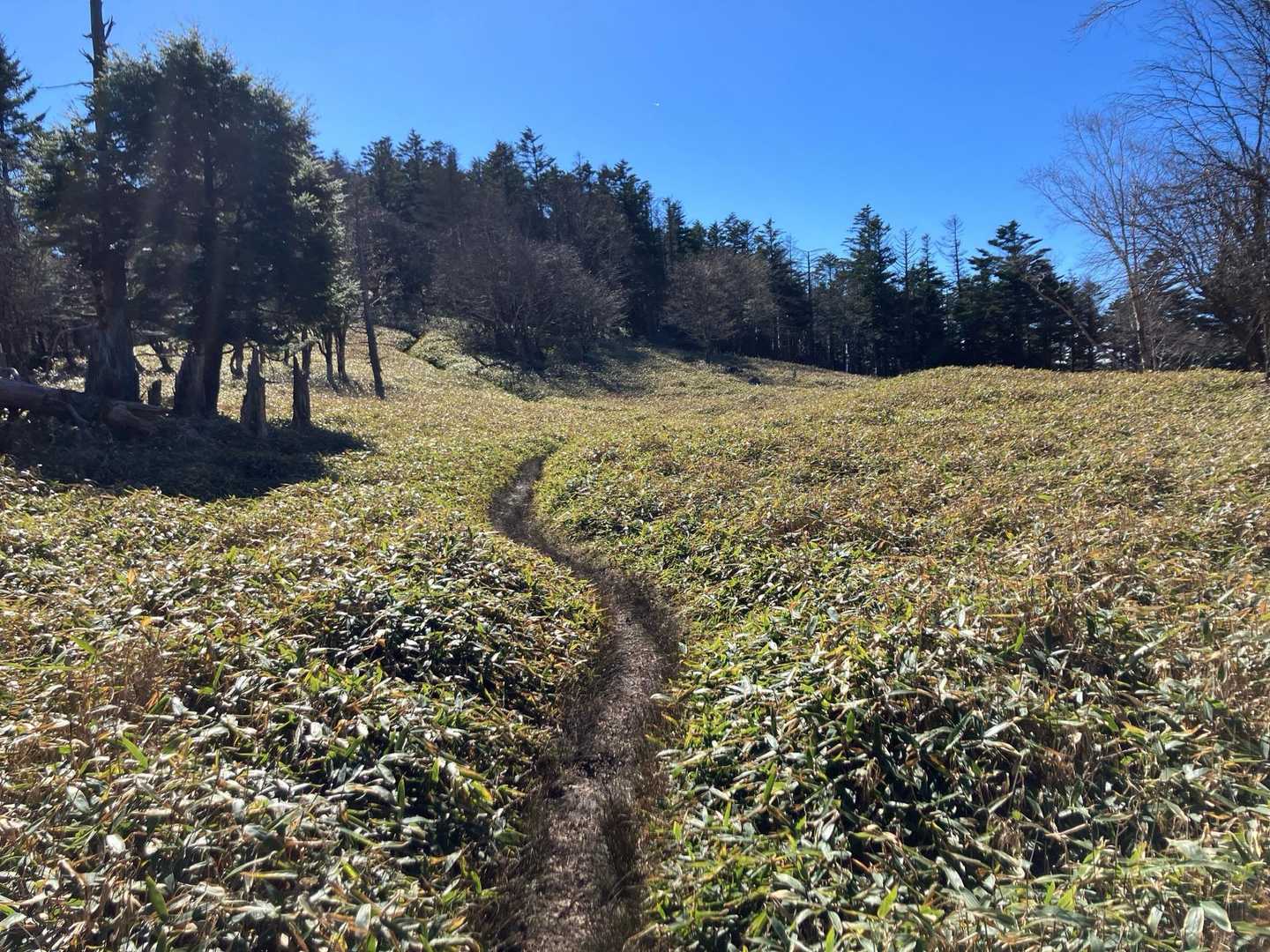 走りたくなるけど霜柱が溶けてぬかるんでいるので注意です⚠️
道幅が狭くてトレッキングポールも使いづらい