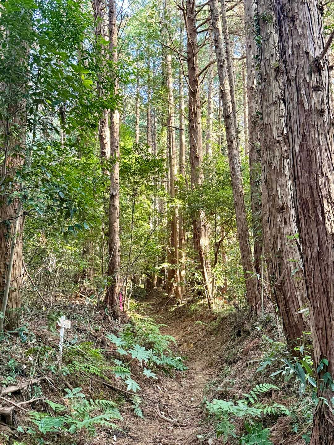 羽梨山神社-館岸山登山口-館岸山-加賀田山登山口-加賀田山 往復コースの写真