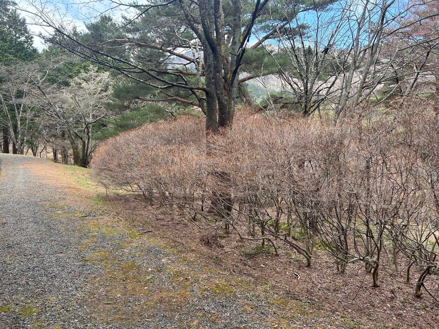 ドウダンツツジ