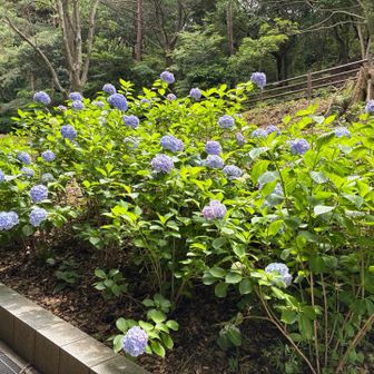 足立公園のアジサイ