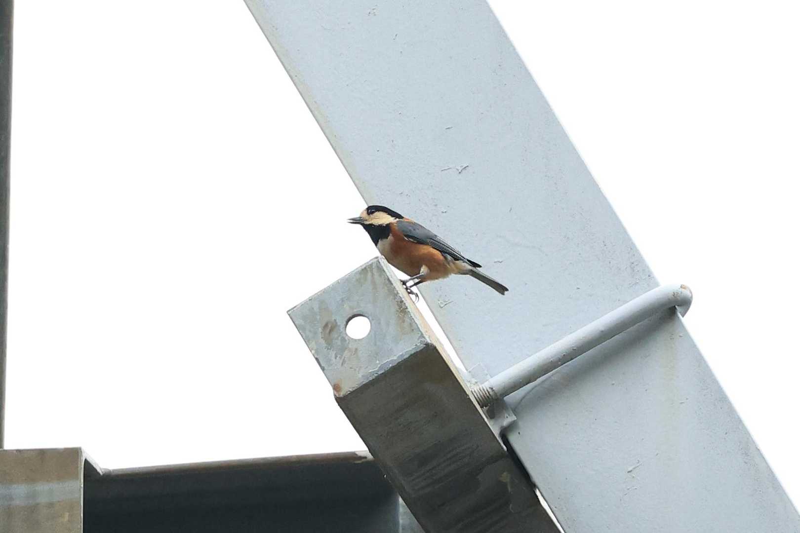 鉄塔にヤマガラさん