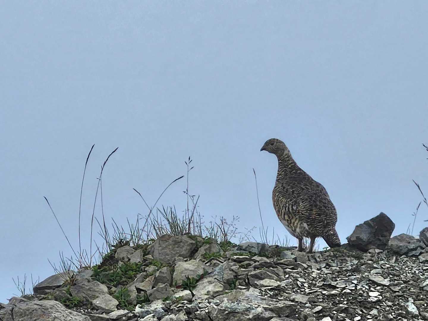 雷鳥だ～〜～！！！