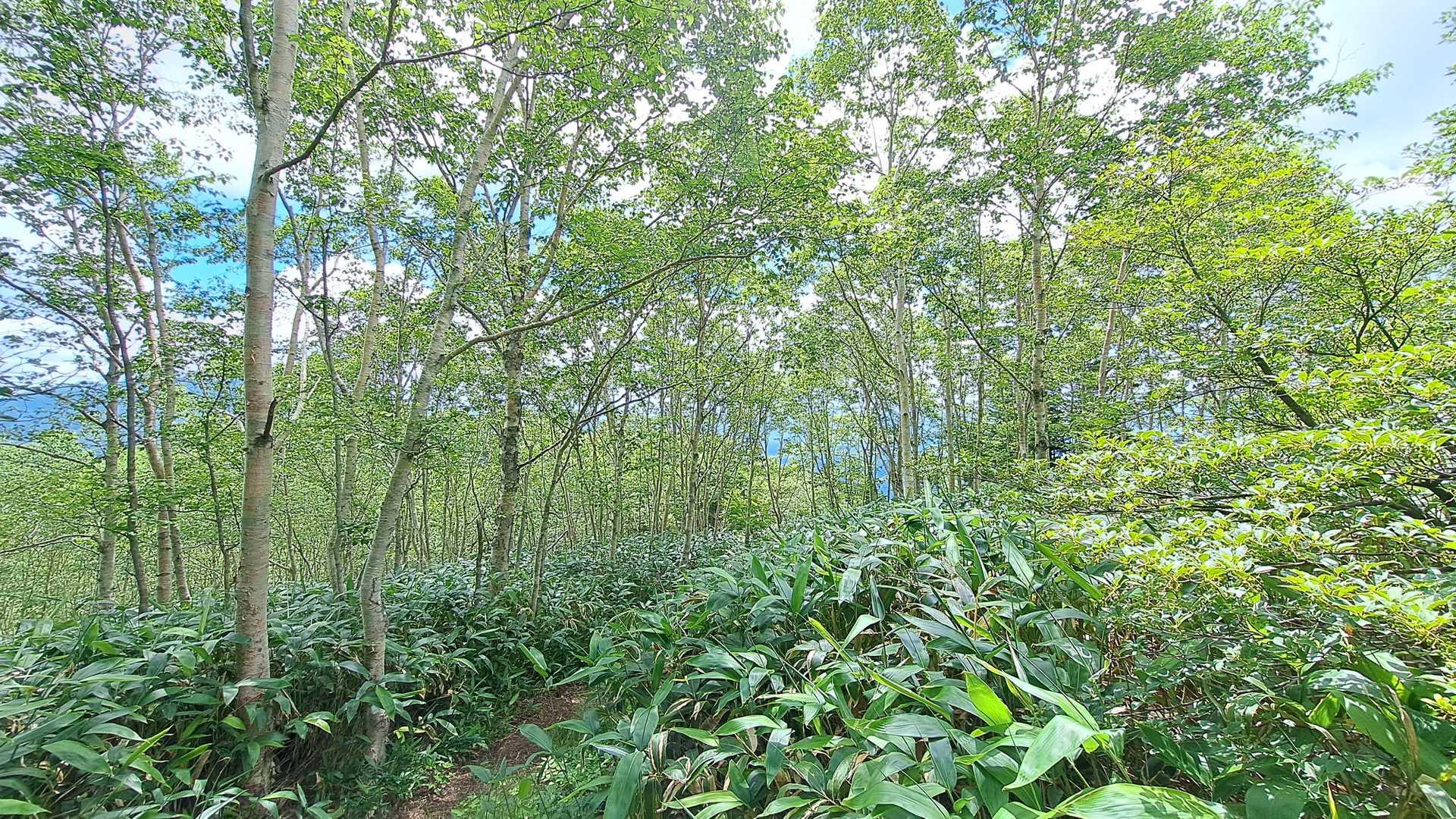 　高沢山からエビ山へは樹林帯の中、アップダウンを繰り返し、徐々に標高を下げていきます。
　この辺りはダケカンバの美しい森。