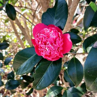 椿ですが豪華です