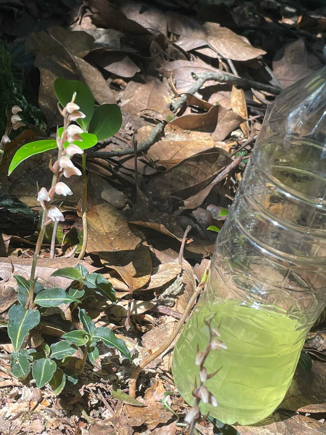ペットボトルの大きさと比べたよ。小さくて可愛いでしょう😍