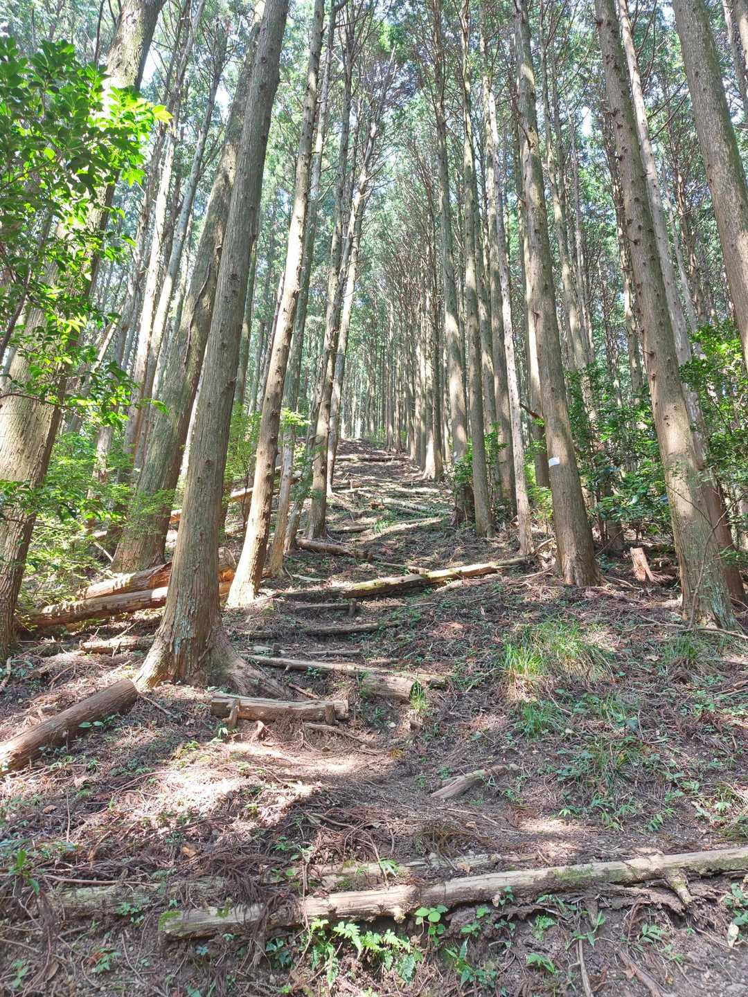岳山への急登^⁠_⁠^
初めて来た時に出会ったおっちゃんがここを登りたいから岳山をやってんだよって言ってた事を思いだした✨️