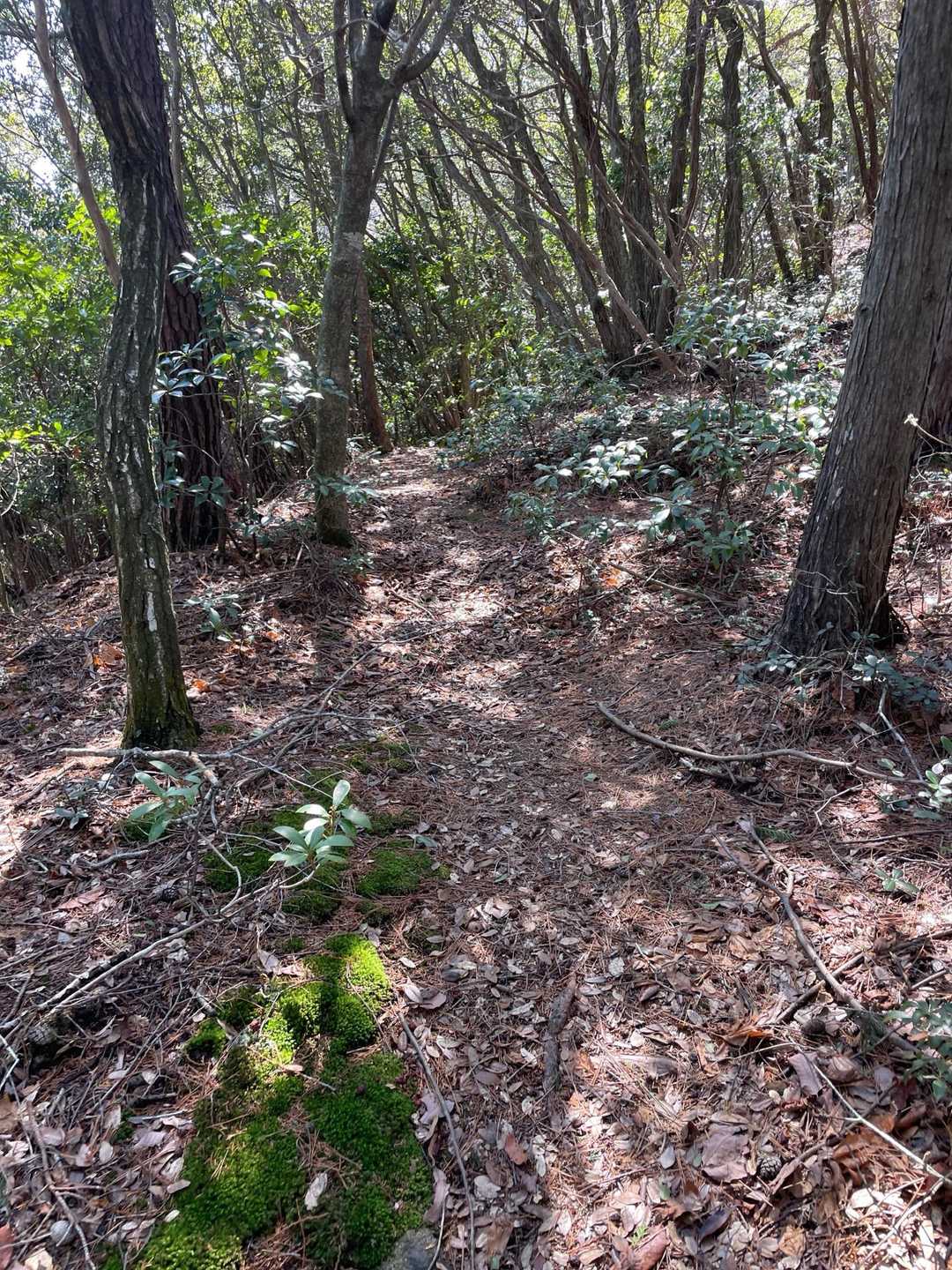 西光寺山からは、なだらかに下ります
