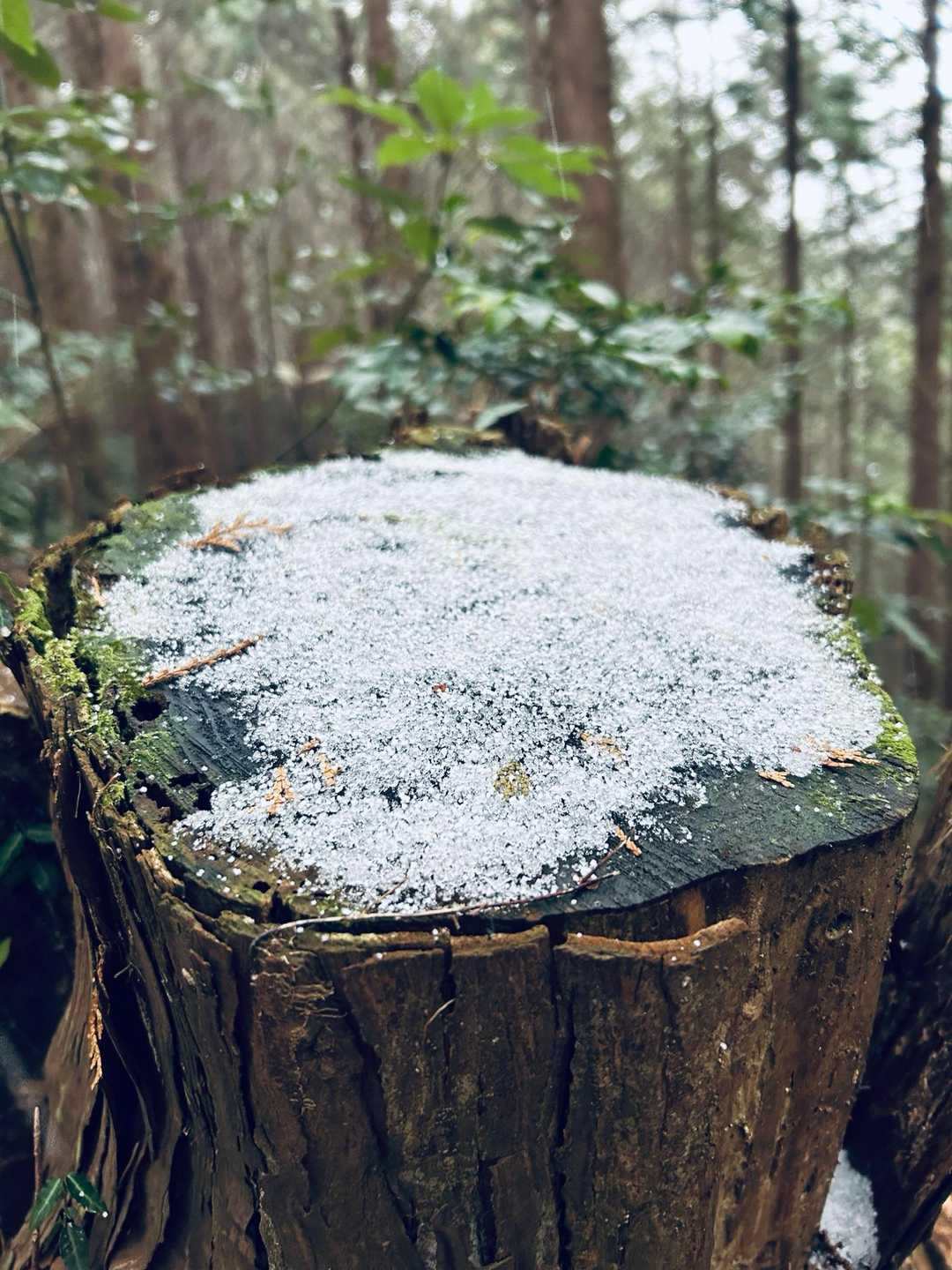 雪がちらほら