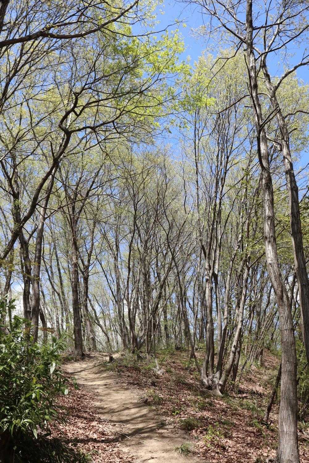 紫陽花園崇台山登山口-崇台山 往復コースの写真