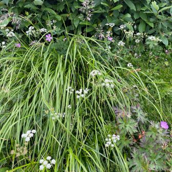 山頂手前のお花畑