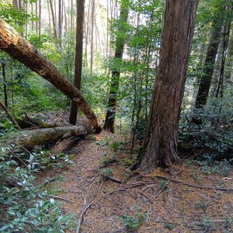 此処から谷筋へ
前 (もっと東ですが..)結構りっぱな林道へ当たった事あるので..
