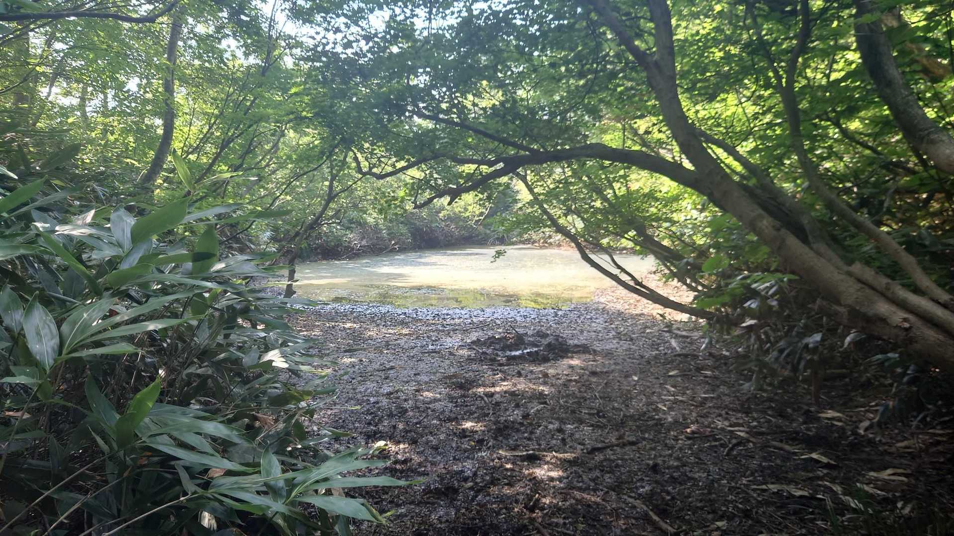 水が少ない感じ💦龍神様は泳げないなー