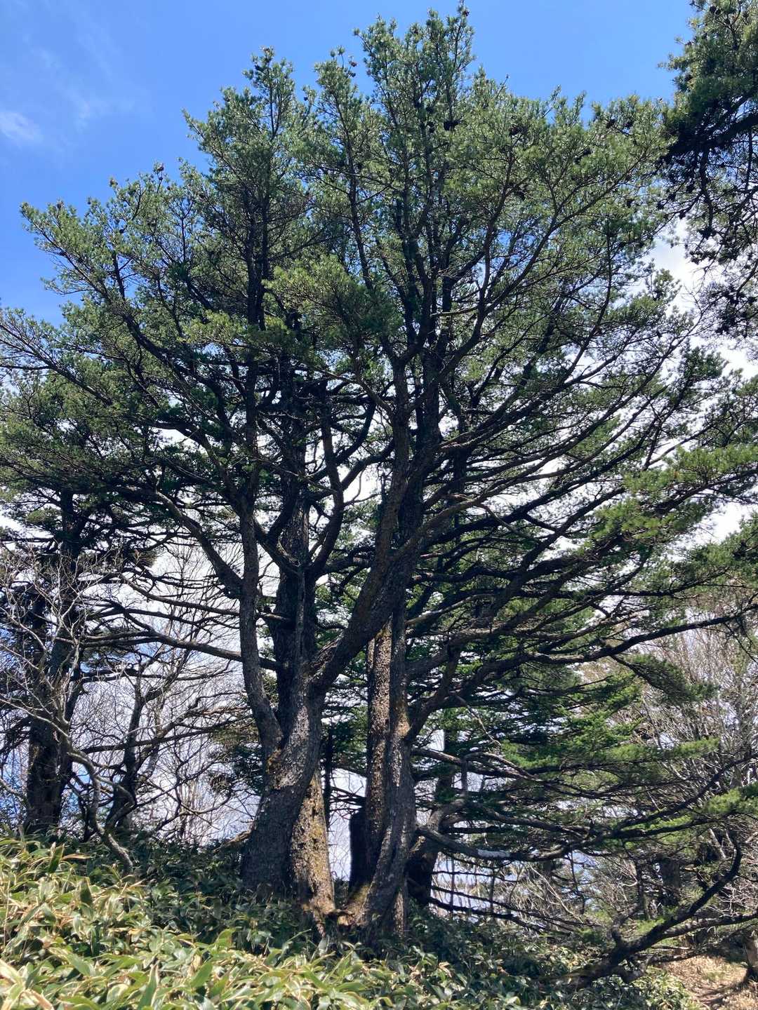 立派な五葉松
石鎚山系は多いがよね