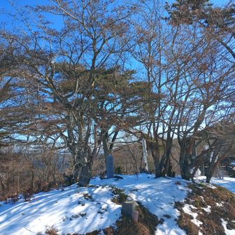 シンボルツリー