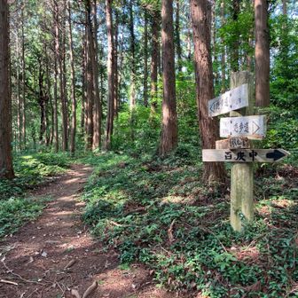 山頂まで、200mくらい。