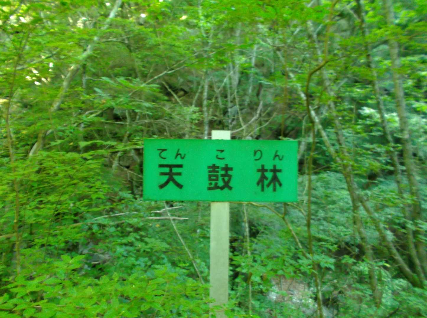 天鼓林に到着。ジャンプしてみたら本当に響いた。
