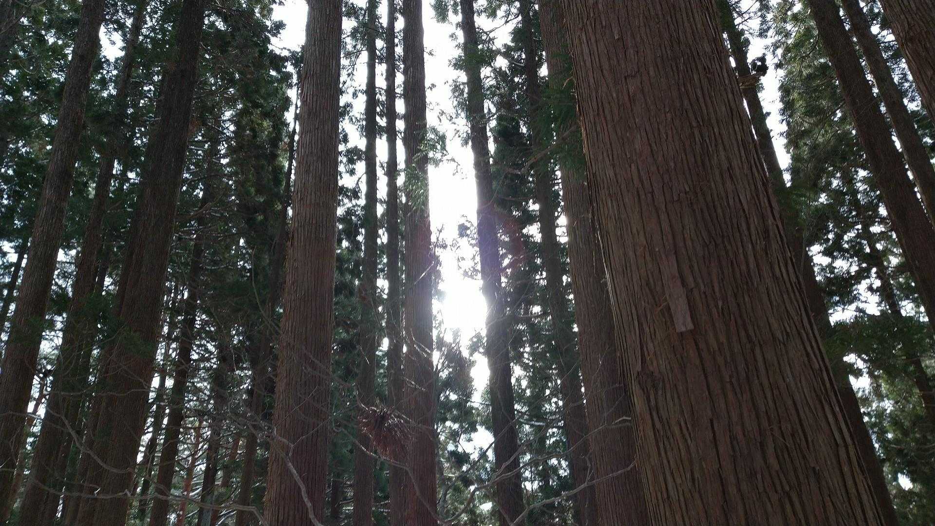 杉の間から薄い日差し⛅️