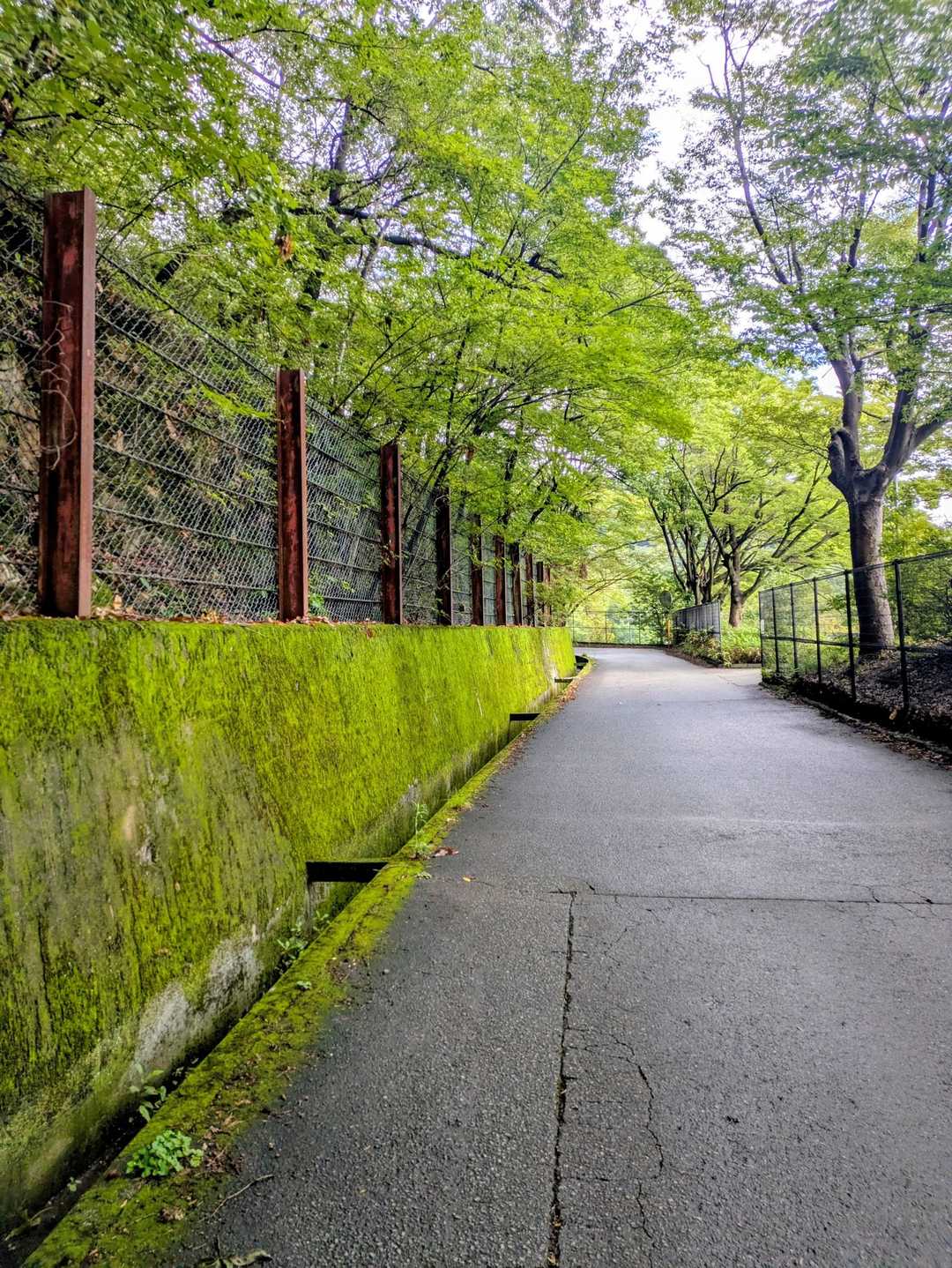 すっかり雨も上がった☁⛅️
ほとんど舗装路
