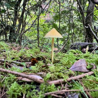 赤い橋手前にキノコらしいキノコ。
これ撮ったあとにスマホ見ながら歩き始めたら戻ってた💦💦💦
引き返して慌てて階段登ったらふくらはぎ攣った
もうどうかしてる……
ひさしぶり過ぎるせいにしよう