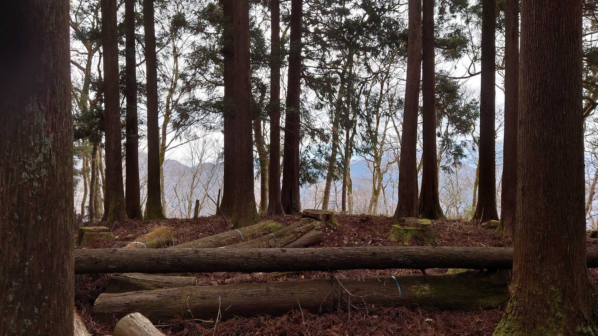 大ノ山に到着。
