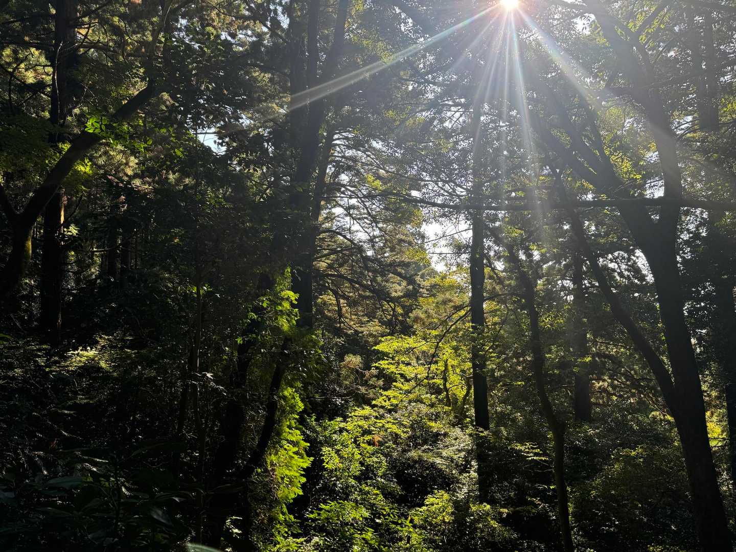素晴らしい天気！木漏れ日が眩しい。