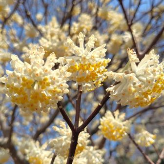 “生け花の里”の別の入口にミツマタが有りました🥰