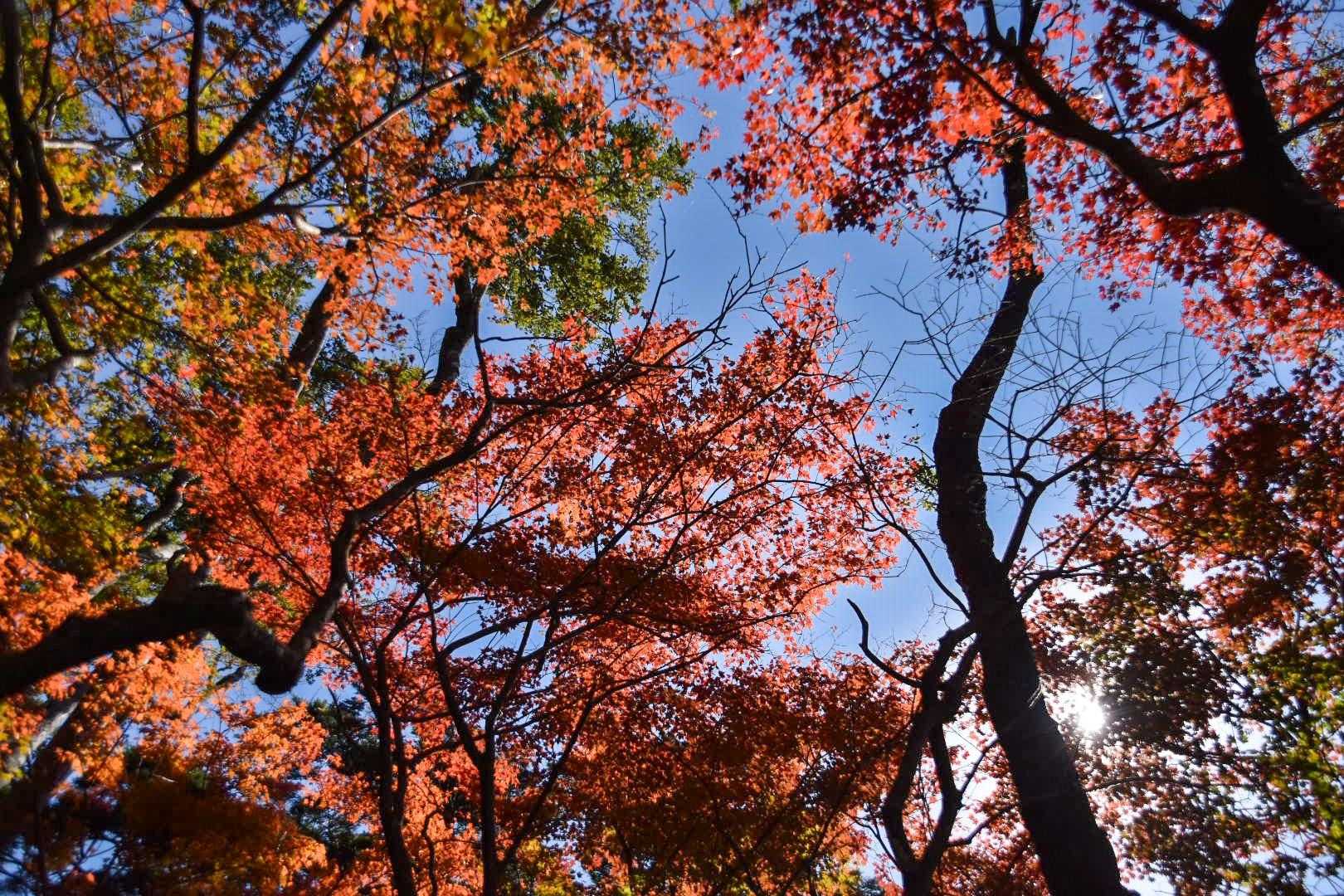真っ赤🍁
しばらく私の自己満にお付き合いください。