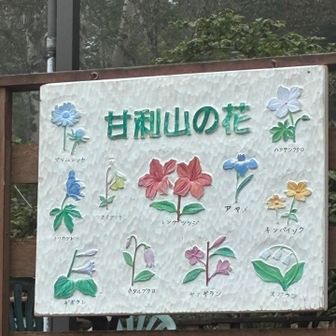 お花はつつじ🌺で有名だけど他にも咲いてるんだよ