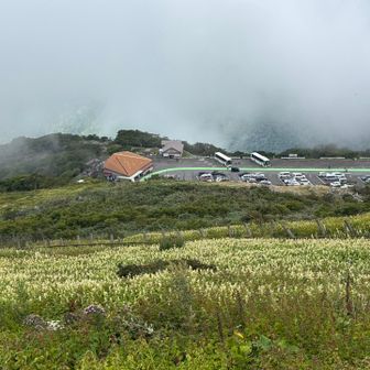 この斜面も花だらけ