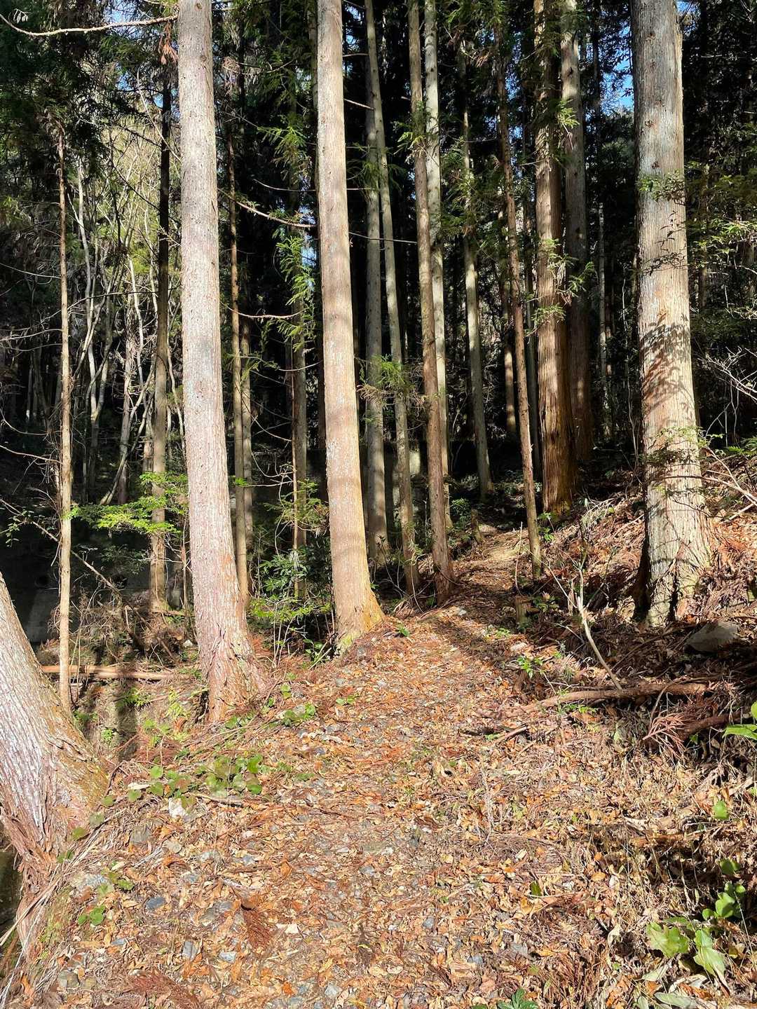誕生山 往復コースの写真