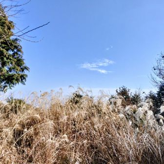 雑草が生い茂り展望はなし😓
完全に名前負け…