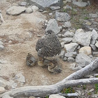 へっぽこへっぽこ