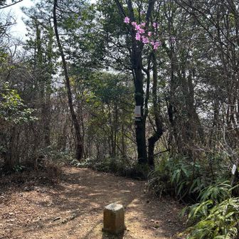 石切山山頂に到着。ミツバツツジが所々で咲いてます。