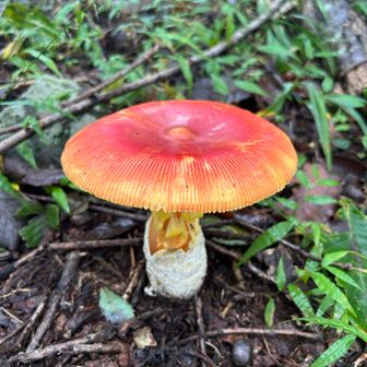 またミッケ🍄