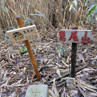 藪の中に山頂があり、視えるのは藪のみ！