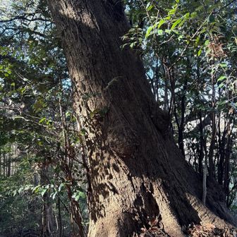 大きな木がたくさんあって
ちょっと感動しました
