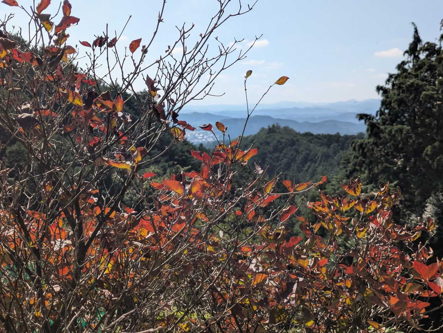 紅葉🍁気分を味わい😹
