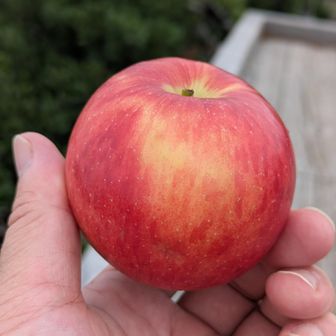 品種：JAZZ（ニュージーランド産）

食感はかため

酸味が強い
「校庭の隅のヒメリンゴの実」はひどく酸っぱいらしいけど、これは多分そこまでは酸っぱくない

小さいので、山に持っていくには丁度良いと思う

まぢオススメ