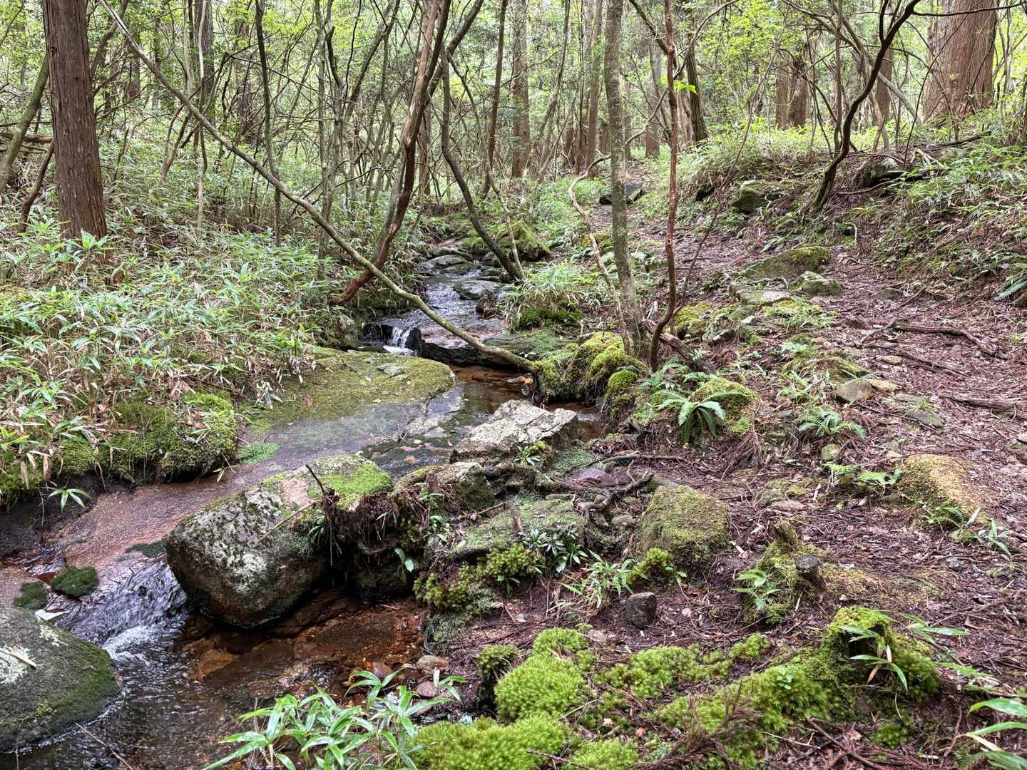 笹平登山口-黒の田東湿地-月山 往復コースの写真
