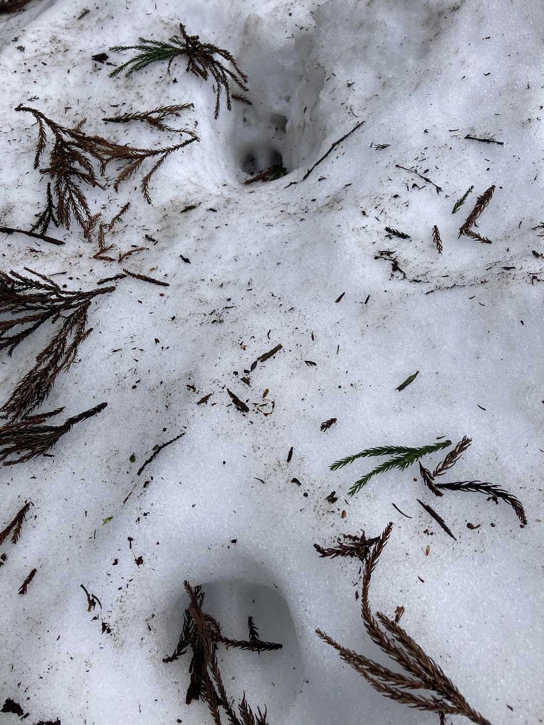 伊之助！頼んだぜぃ〜🐗結構デカイ足跡！