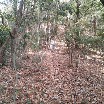 登山道があった