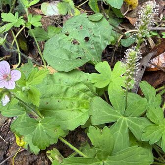 ゲンノショウコ
一番身近なフウロソウで、下痢止め漢方薬として重宝されてきた野草。