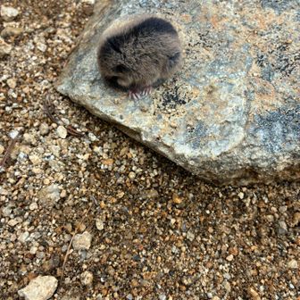 隠れてる！🐿️踏まなくてよかった