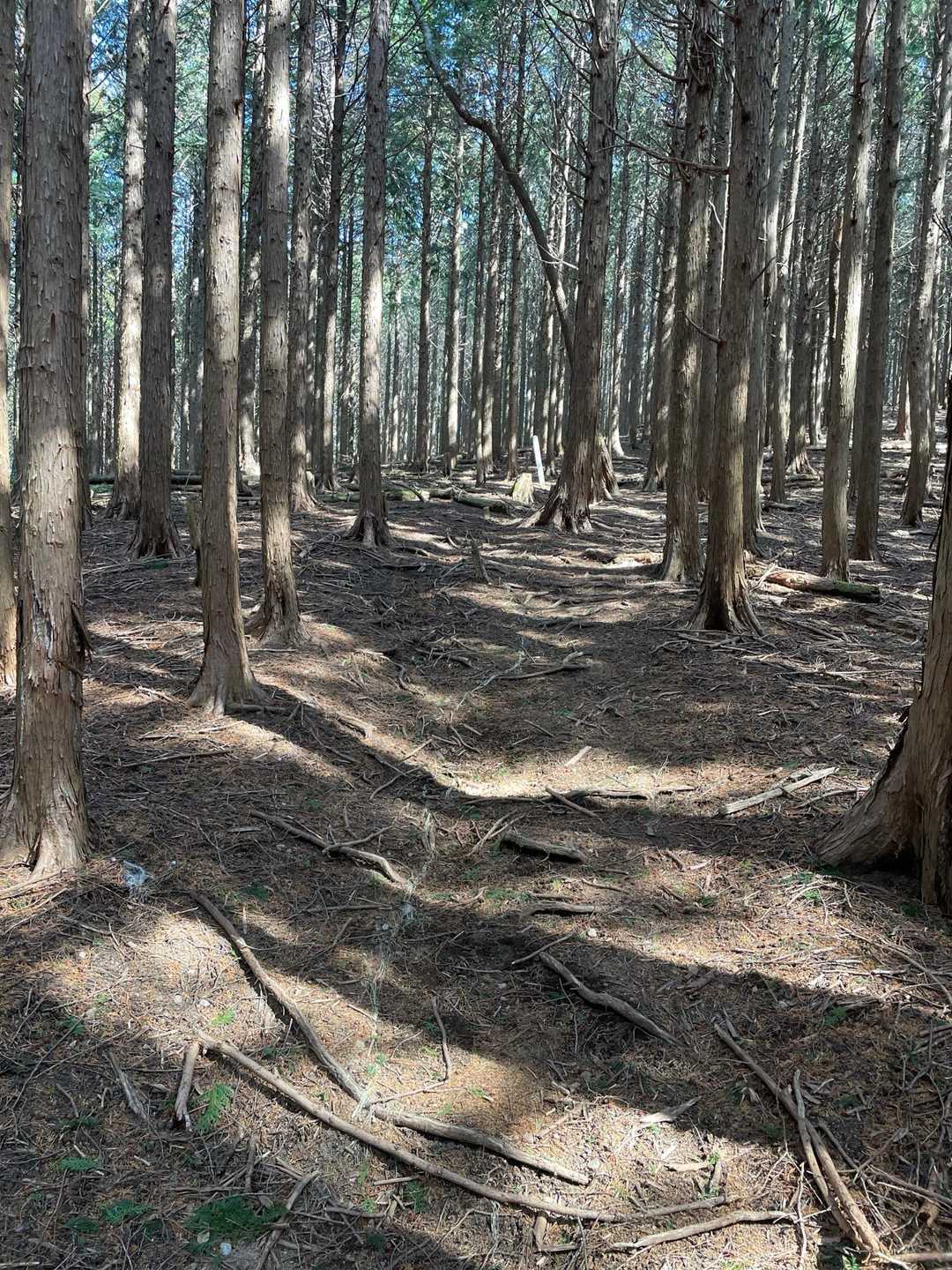 唯一の山道