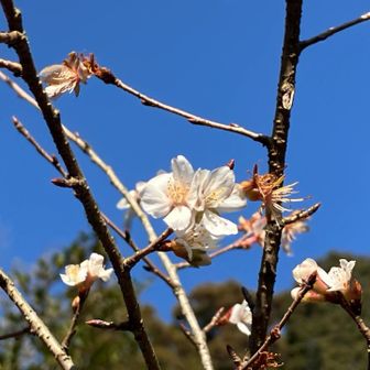 猿投神社の四季桜